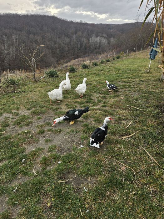 Vand 2 ratoi si o rata (mute)