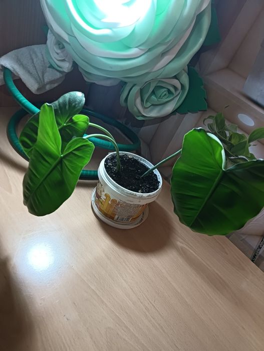 Продам комнатные цветы