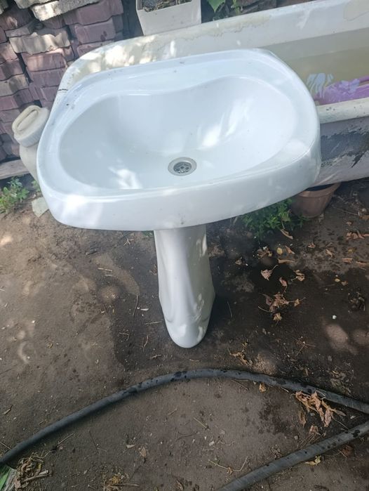 Тюльпан раковина