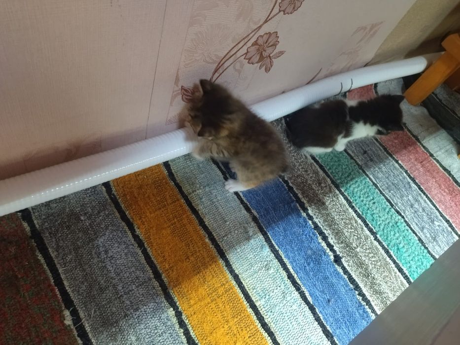 Отдам котят в добрые руки