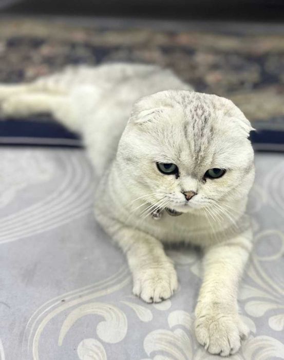 Вязка скотиш фолд Серебристая шиншилла .кот НЕ ПРОДАЁТСЯ.