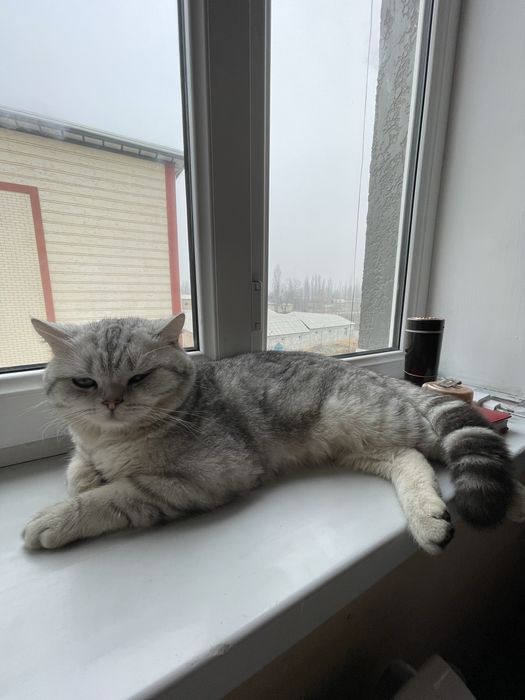 Mushuk sotiladi juda aqillik