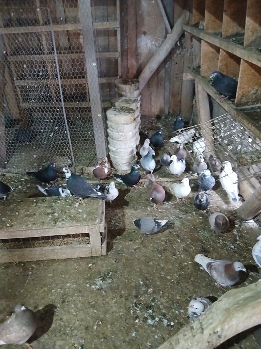 De vânzare tineri și bătrâni ,în comuna Nicolae Bălcescu județul Bacău