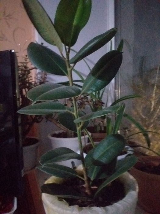 Домашний фикус цветы.