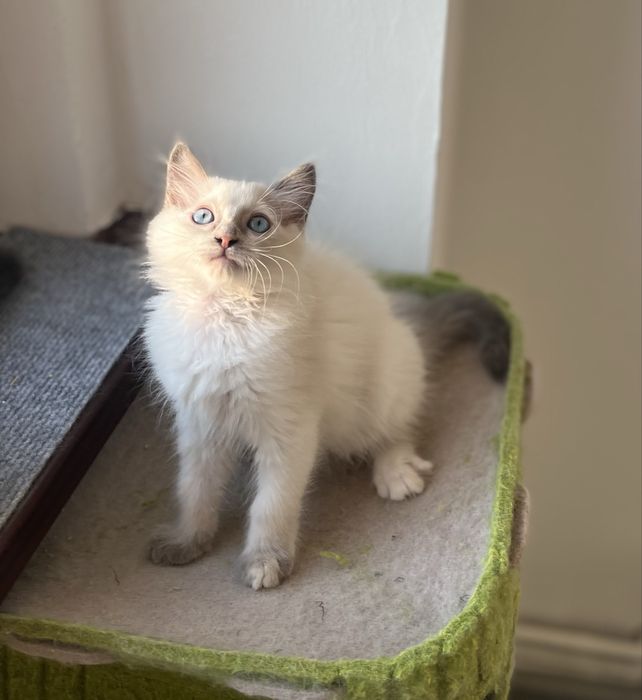 Puiuț Ragdoll.