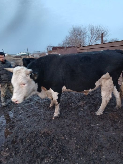 Продается племенной бык
