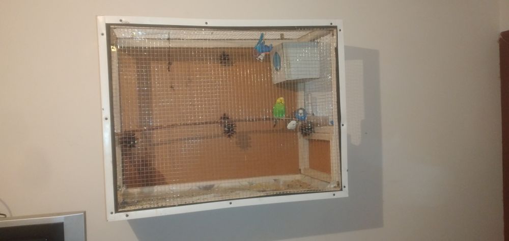 Придётся  попугай