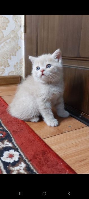 Продаются котята