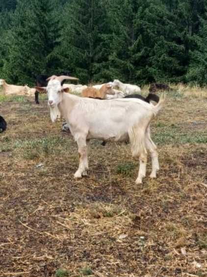 Vând un țap Saeenn vărsta 1 an