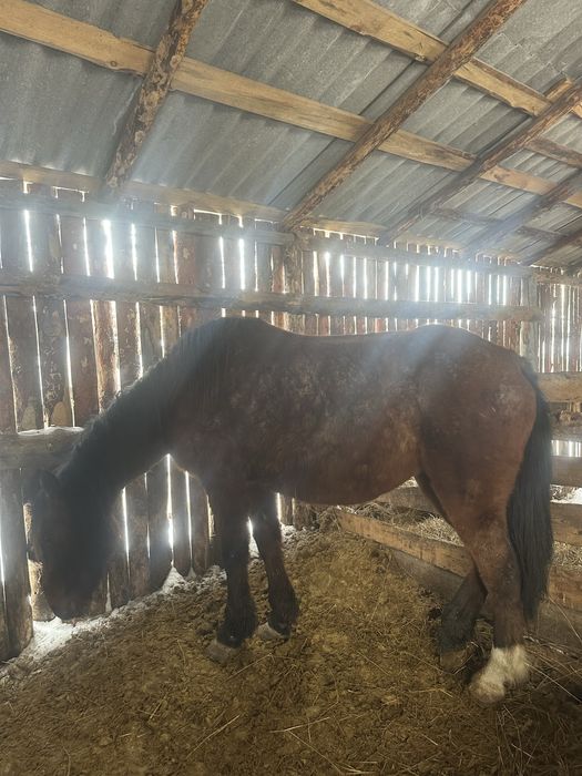 Продам лошадь стоит на откорме