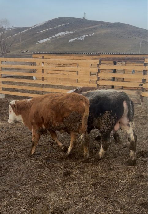 Быки 1,2-1,3 год