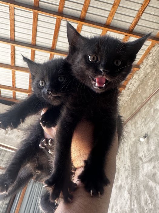 bezplatno 1,5 oylik mushuklar.