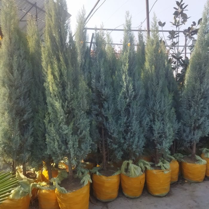 Арча кепарис  2.  3 метр