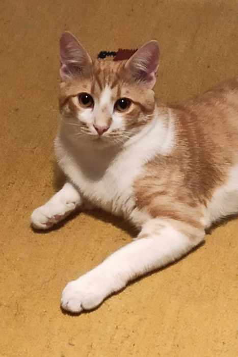 Търсим дом за Арти