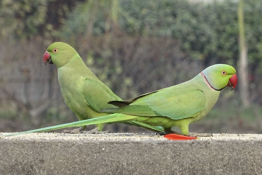 Продоётся ожиреливые попугаи