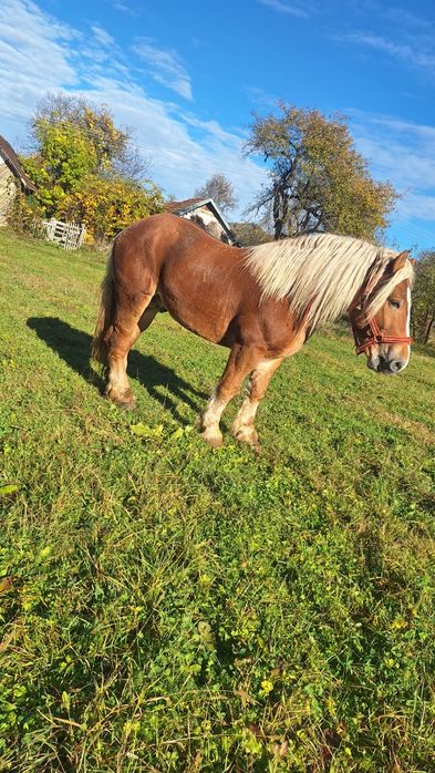 Vând armăsar de 5 ani