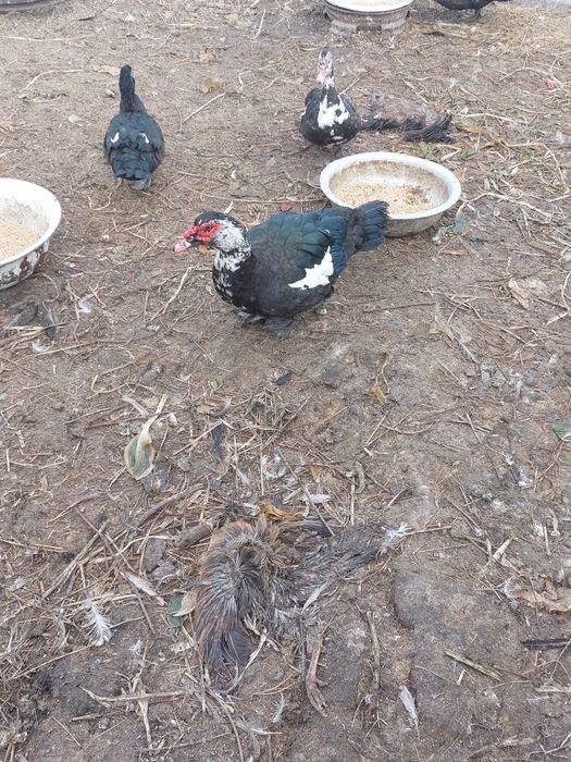 Гуси ,утки  индоутки