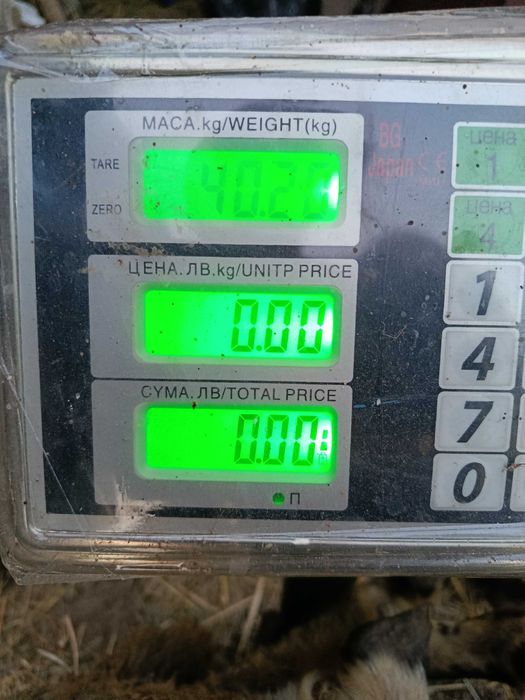 Продавам шиле...
