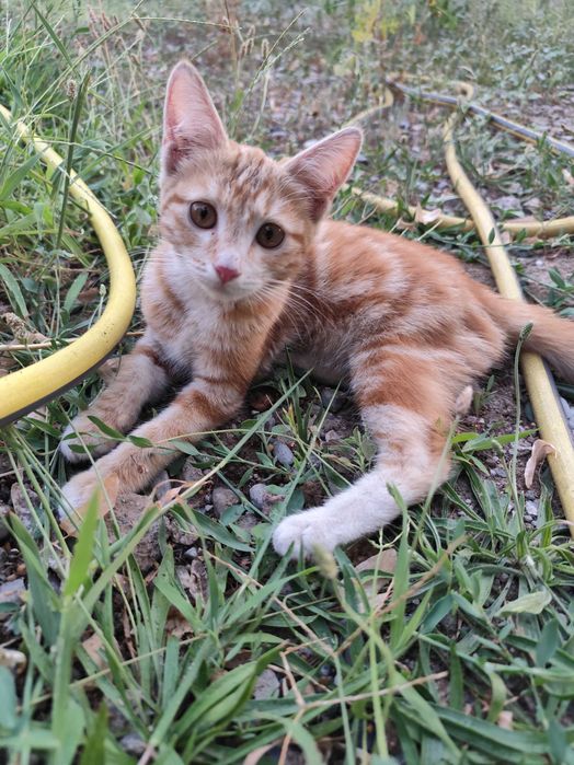 Отдаю котенка (кошечка)