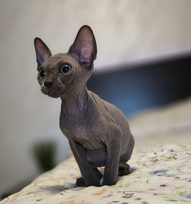 Baietel sphynx/sfinx BLUE deosebit!