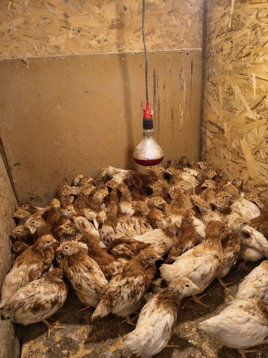 Vad pui de 6 saptamani rasa Lohman Brown