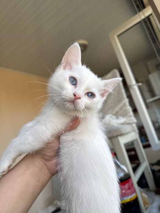 Chiroyli uy mushukchasi sotiladi