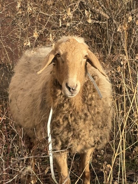 Қой овца барашка