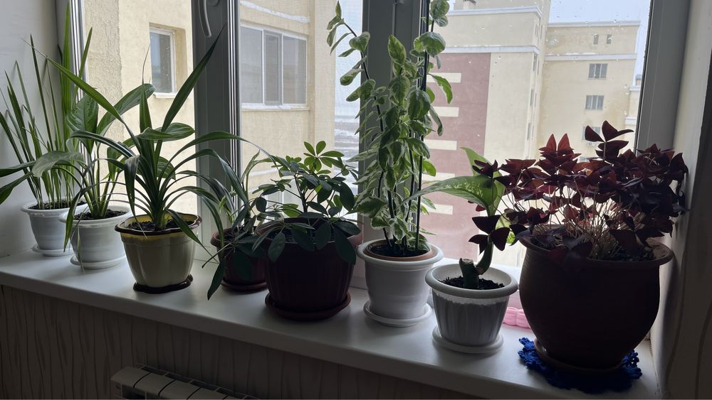 Продам комнатные цветы