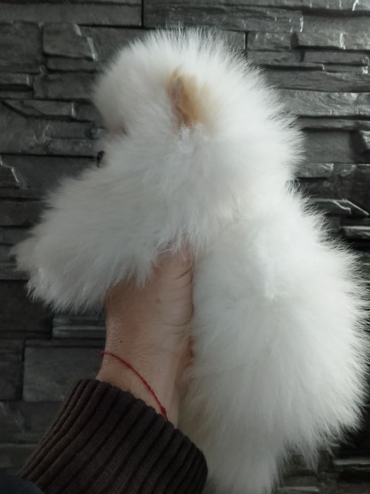 Померан померани