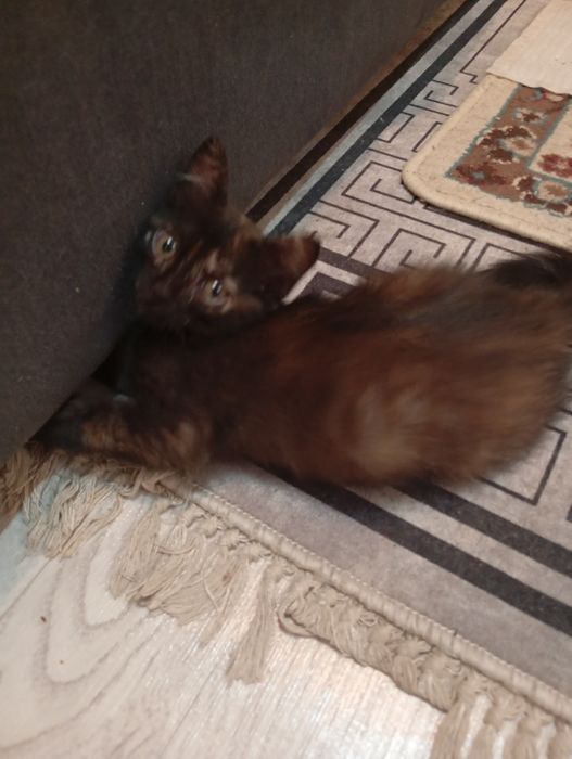 Отдам котят в хорошие руки