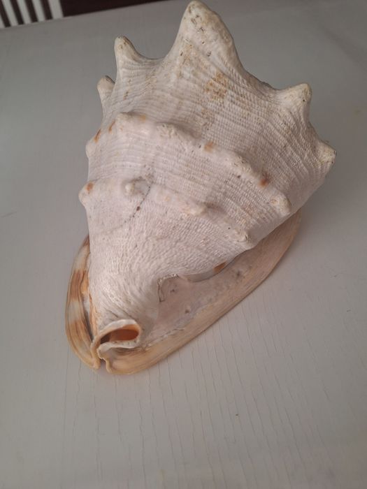 Продается морская ракушка