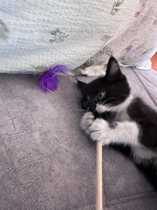 Котенок маленький
