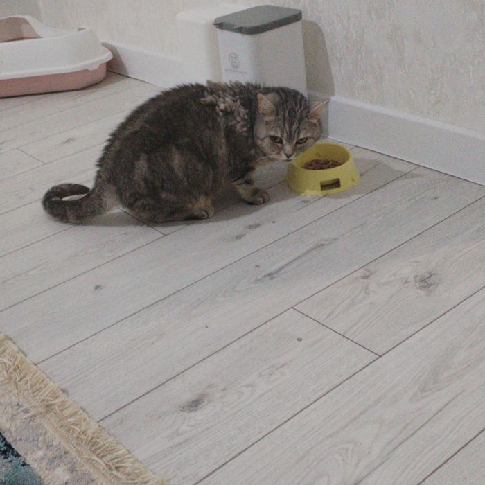 Отдам даром кошку