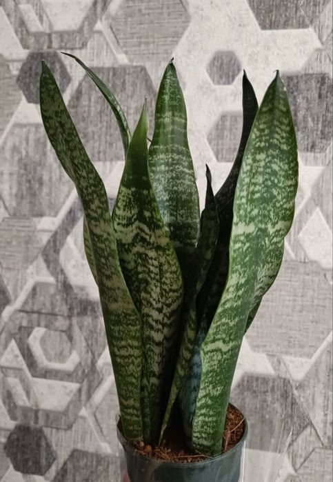 Продам сансивиерии .
