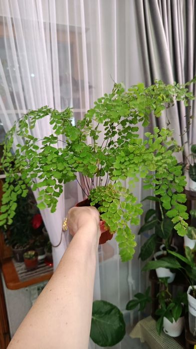 Продам комнатные цветы