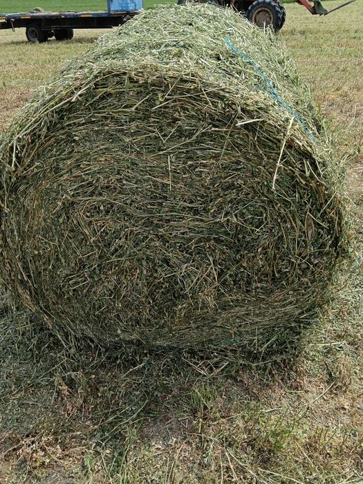 Lucernă de coasa 2026