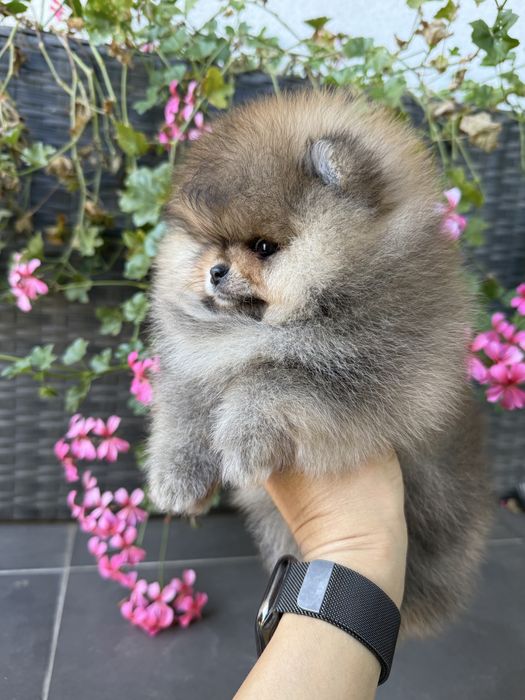 Pomeranian fetita cu pedigree FCI