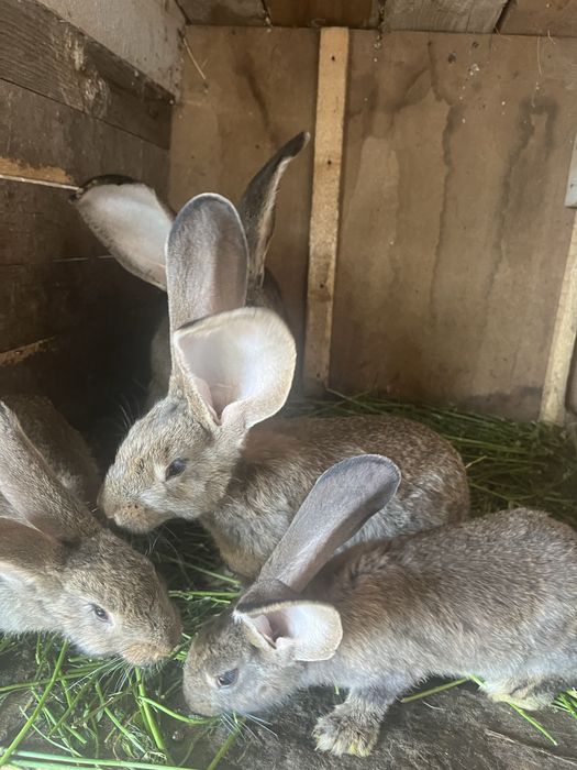 Disponibili spre vânzare pui de Uriaș German, în vârstă de 2 luni