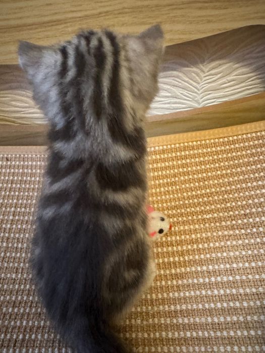 Котята Британцы 1,5 месячные