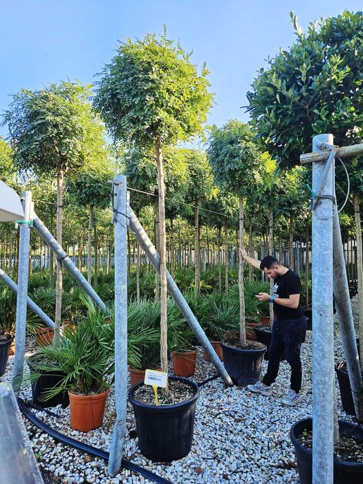 Plante Ornamentale de Elită – Gata de Transformare