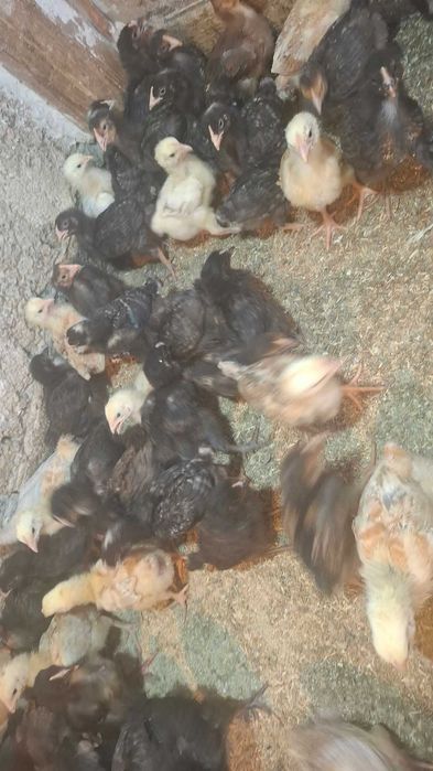 Pui rasa mixta si GriBarat