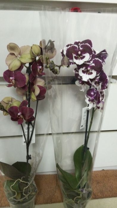 Продам орхидея сортовые