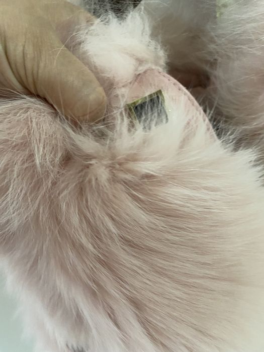 Продам песцовую жилетку