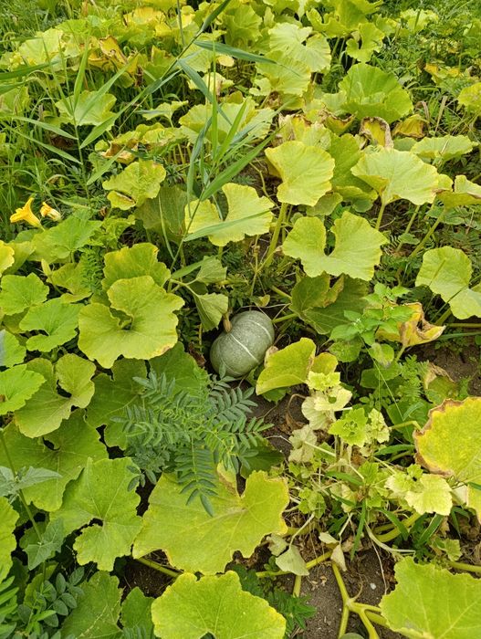 Проддам дачу с/о Химик