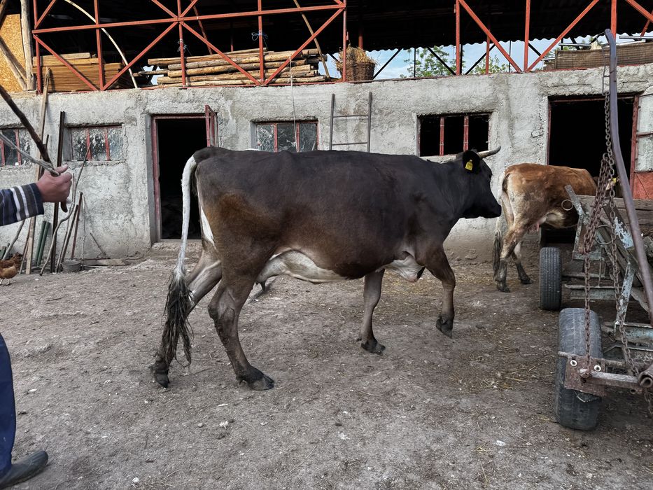 Vaca  bruna talie mare