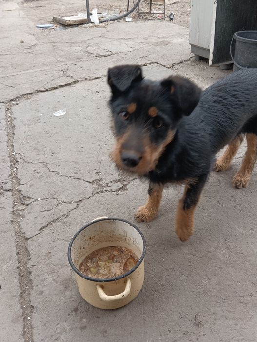 приблудилась собака девочка