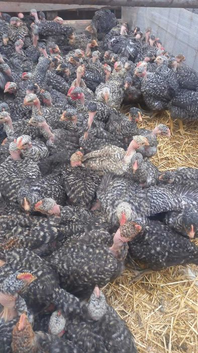 Pui rasă mixta si pui alb