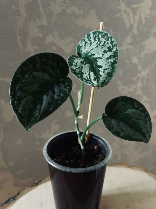 Продам Scindapsus pictus Trebie