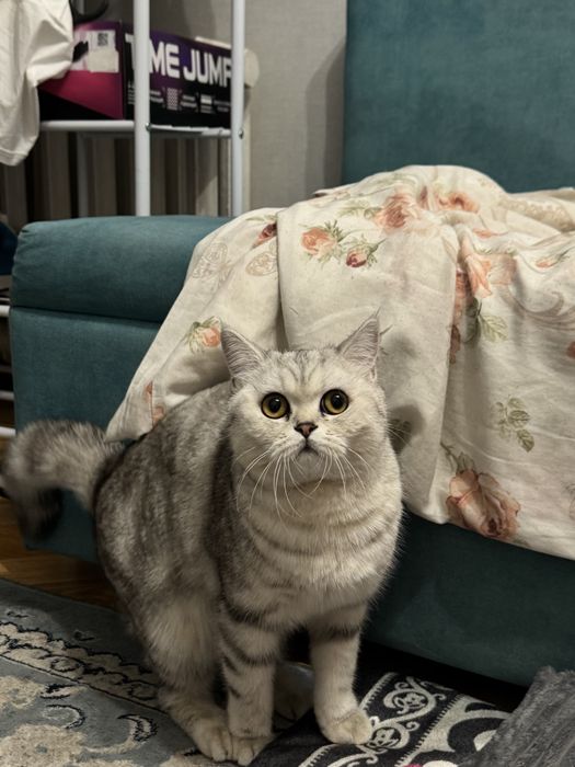 Продается кошка британская