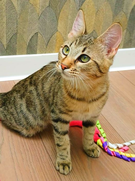 Pisicuta Paula pentru adoptie